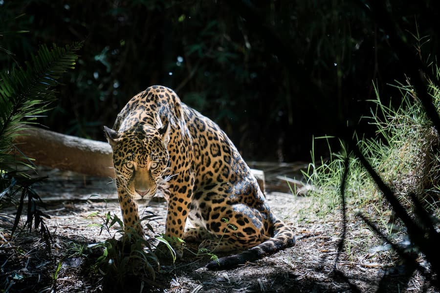 Leopard of the Sacramento Zoo. (NICHOLAS CHAN)