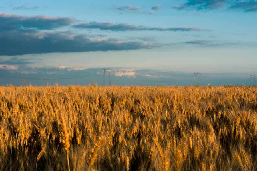 Whole wheat. (CHELBERT DAI / AGGIE)