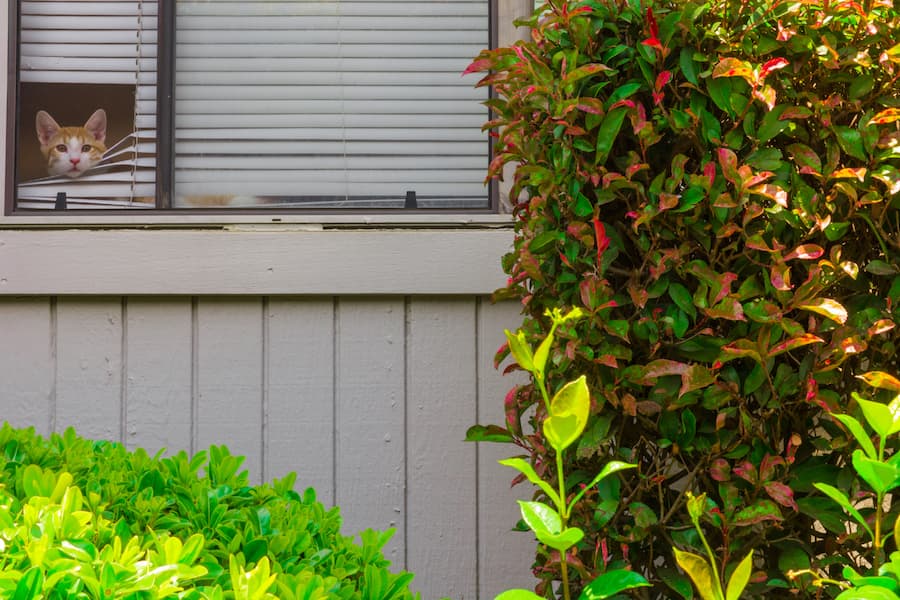 Meow Meow. (CHELBERT DAI / AGGIE)