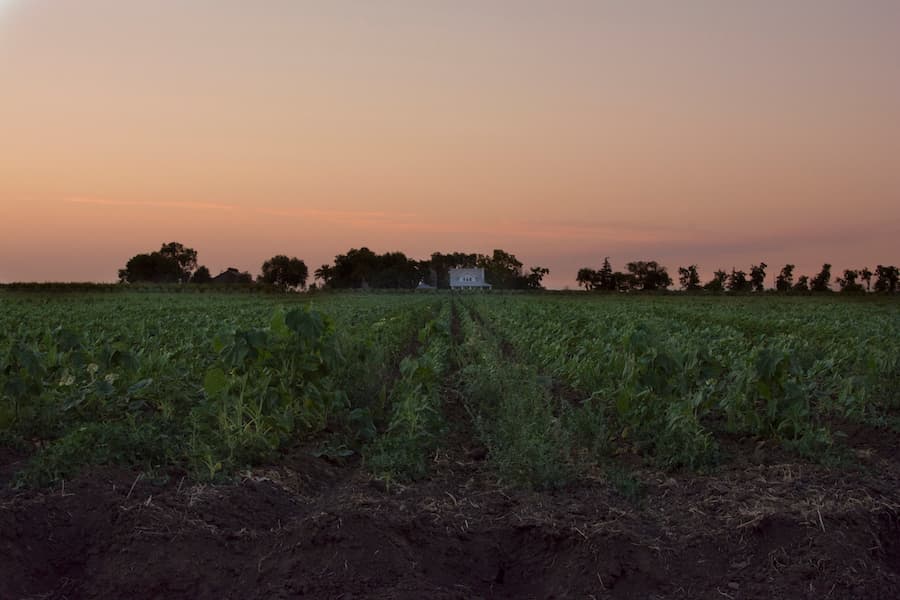 The end of a Day in Davis. (DIANA LI) li