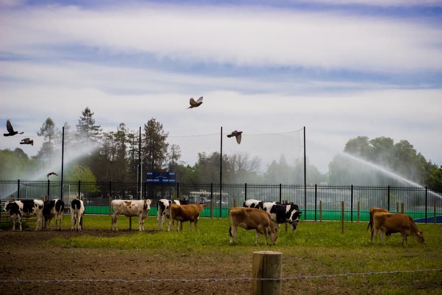 A classic Davis afternoon. (AMY HOANG / AGGIE)