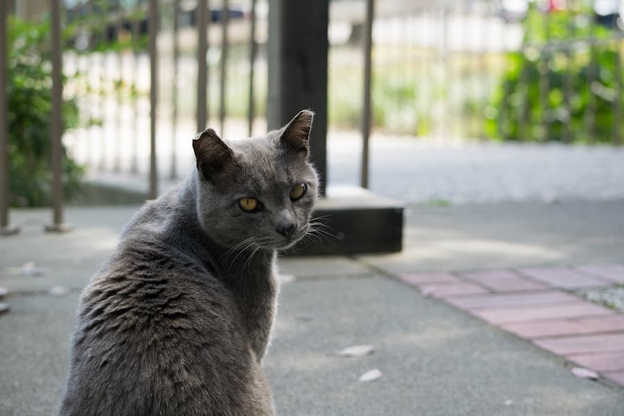 Professor McGonagall holds her office hours at the Physics Building. (BRIAN LANDRY / AGGIE)