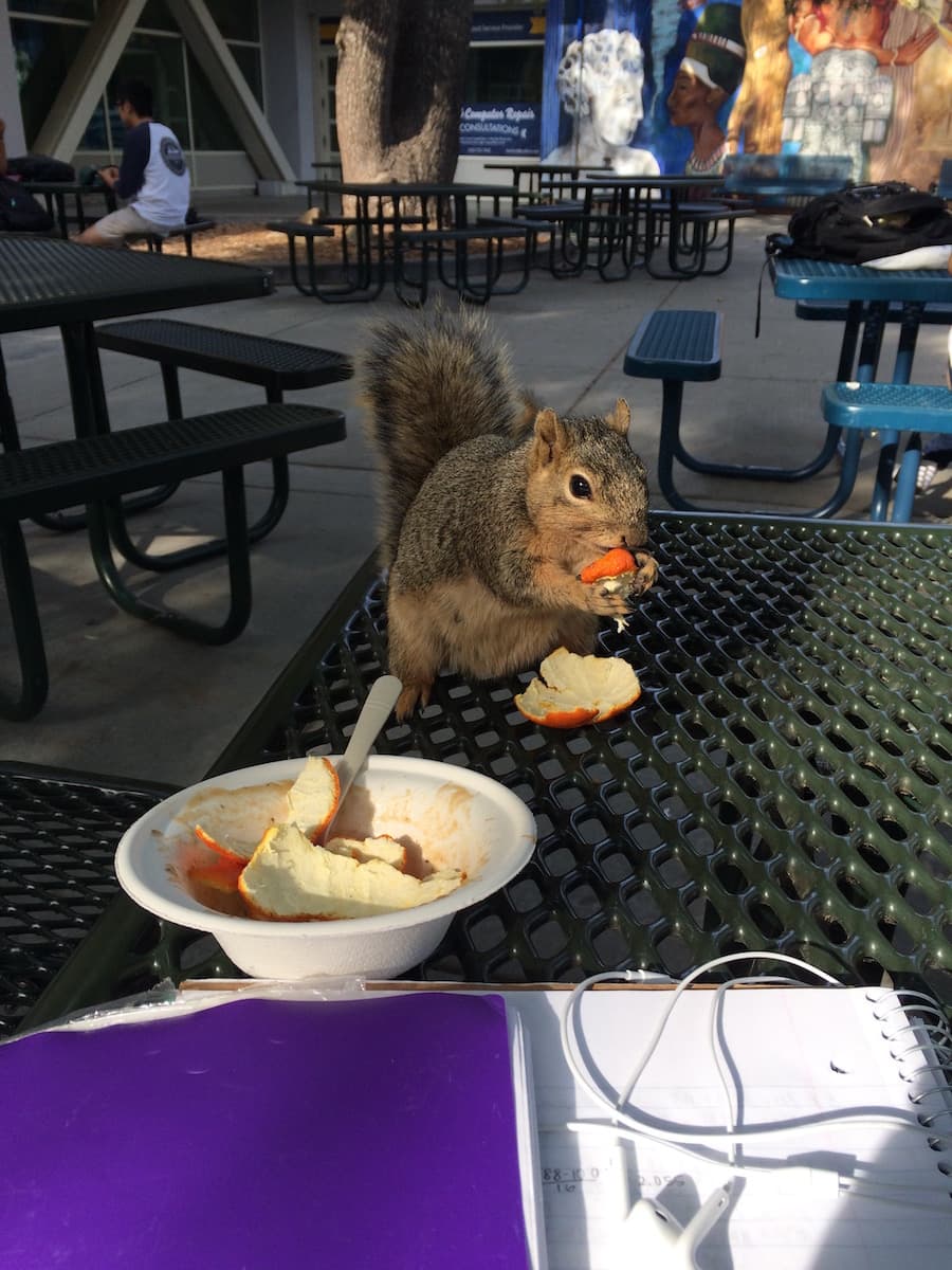 It almost ate my homework. (NICKI PADAR / AGGIE)