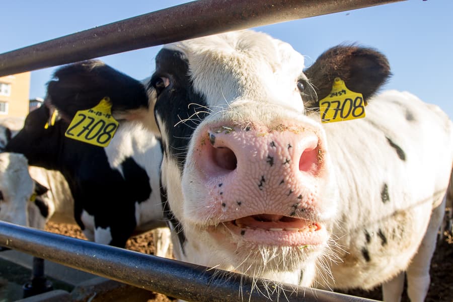 Cows at Tercero. (MEENA RUGH)