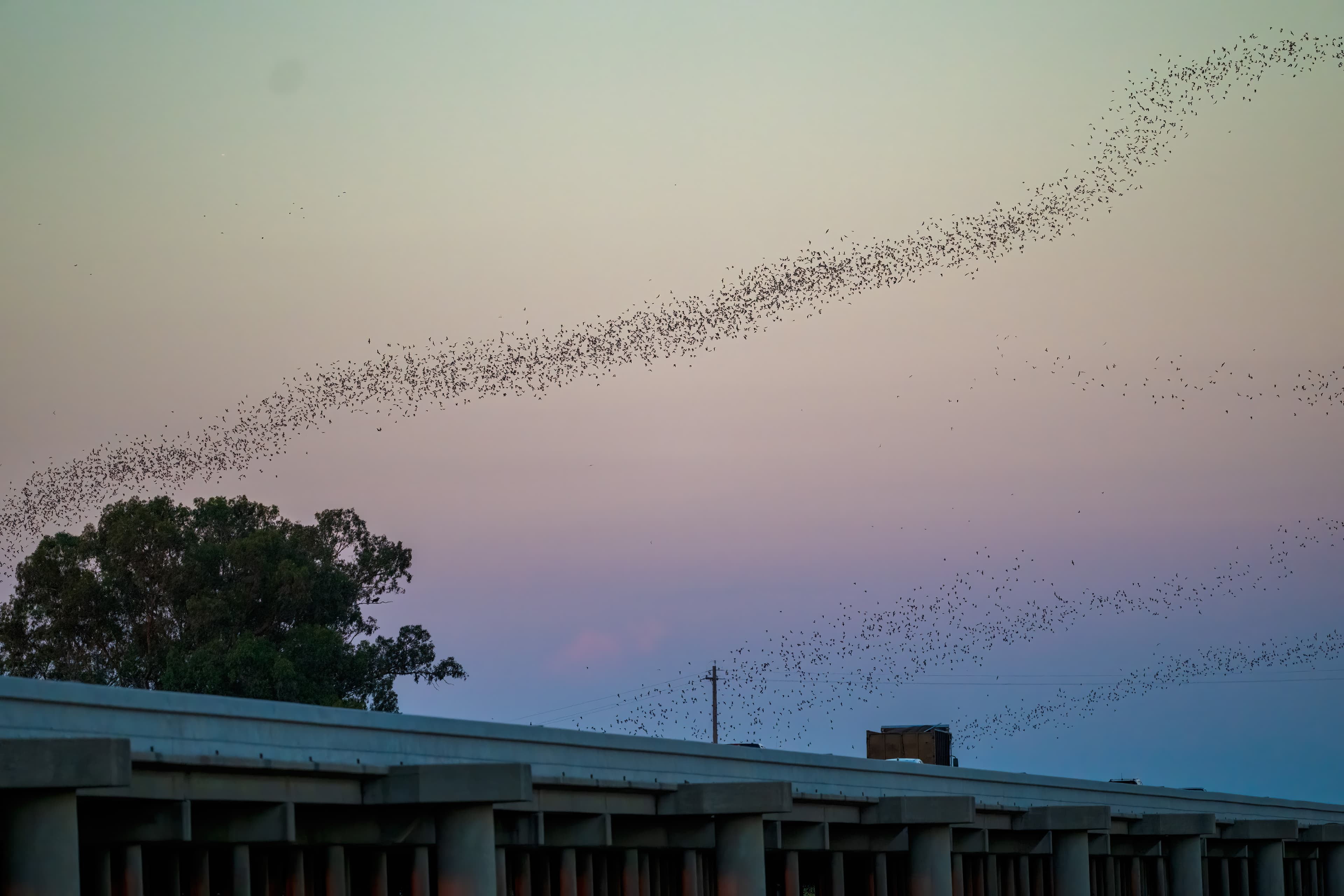 Bats fly over the Yolo County Causeway.