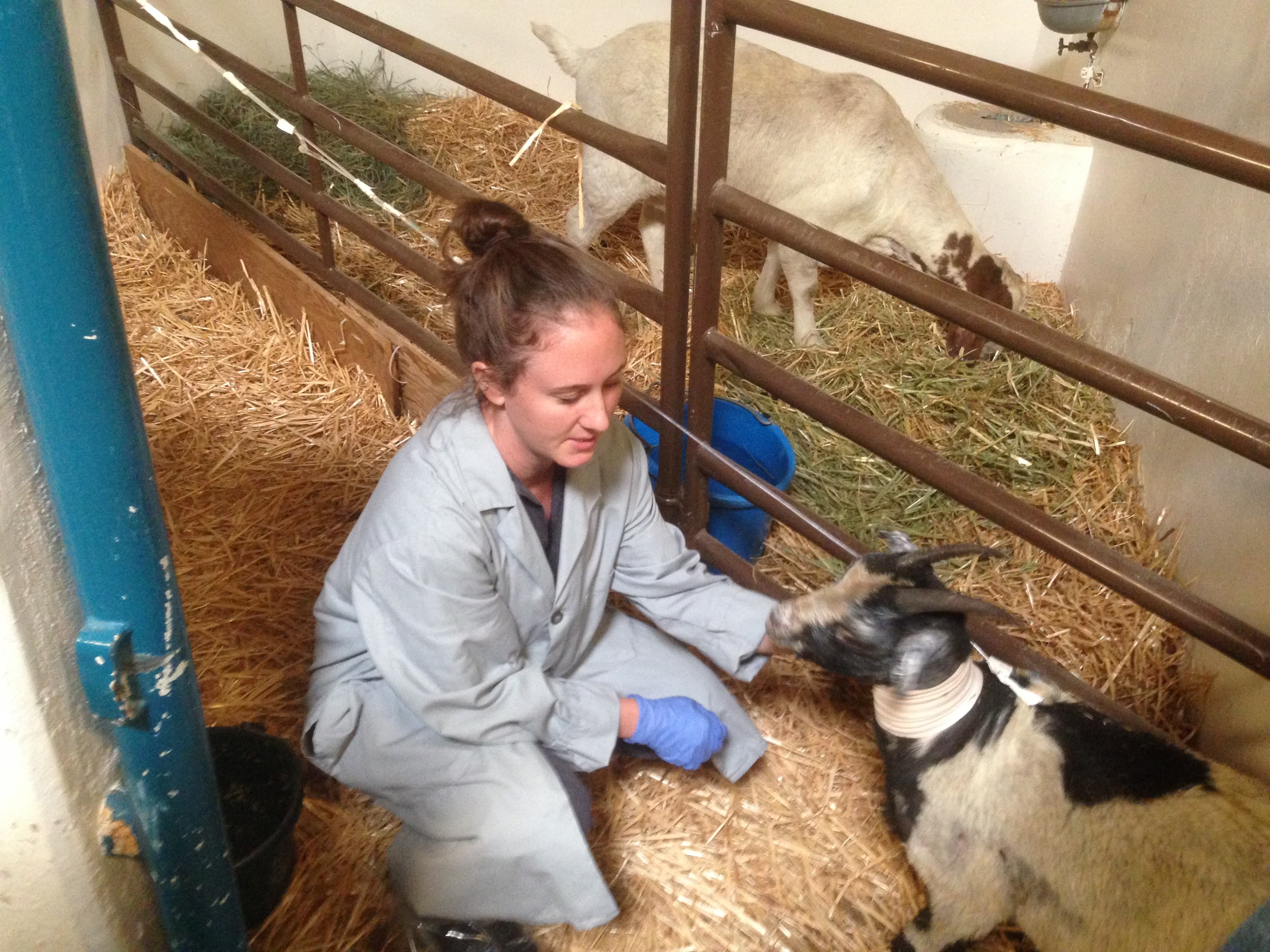 COURTESY / UC DAVIS SCHOOL OF VETERINARY MEDICINE