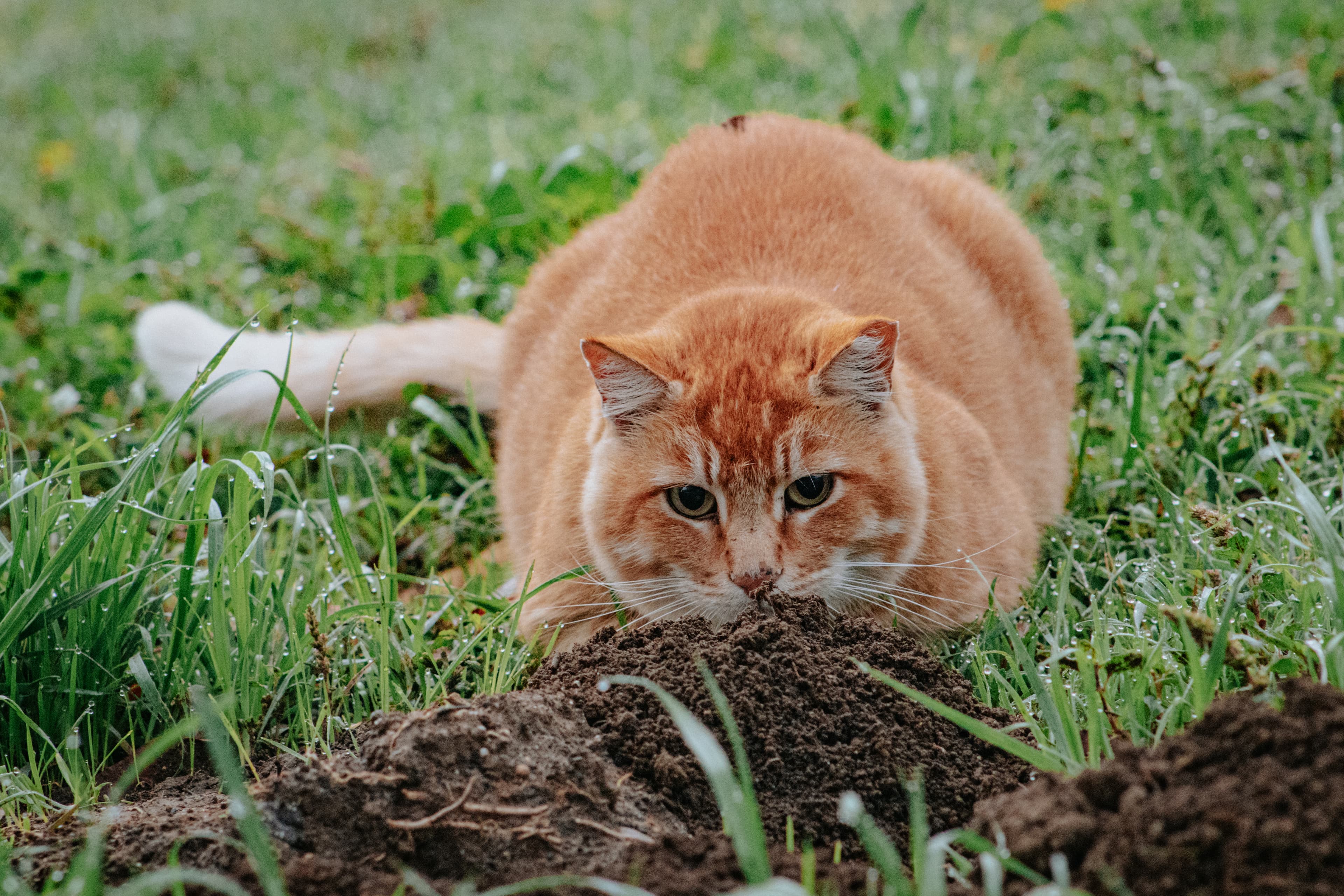 Cheeto, a campus cat that resides by the Physics building. (Quinn Spooner/ Aggie)