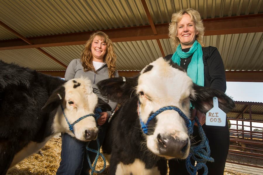 Graduate student Lindsay Upperman, left, and Alison Van Eenennaam, right, a Cooperative Extension animal genomics and biotechnology specialist, both of the UC Davis Department of Animal Science, check in on 7-month-old calves Spotty Guy and Buri. The young calves, developed by Recombinetics Inc., are part of a U.S. Department of Agriculture collaborative research project. Gene editing was used to remove the horning trait from these calves, addressing an important animal welfare issue in dairy cows, which usually have their horns removed. At UC Davis, the calves will be monitored for general health and well-being, and at 1 year of age will be bred to learn whether the hornless trait is carried on to their offspring. (KARIN HIGGINS / UC DAVIS)