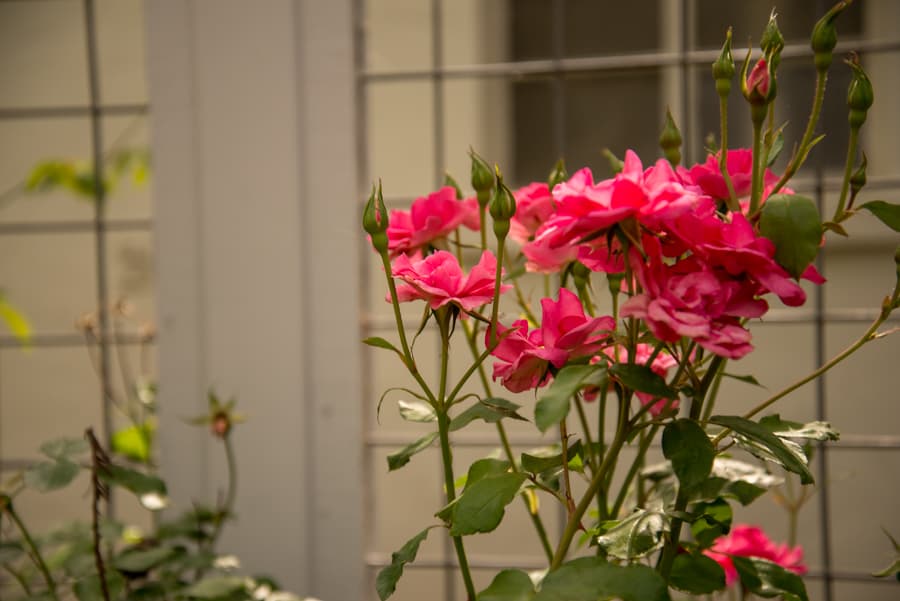 ANH-TRAM BUI / AGGIE