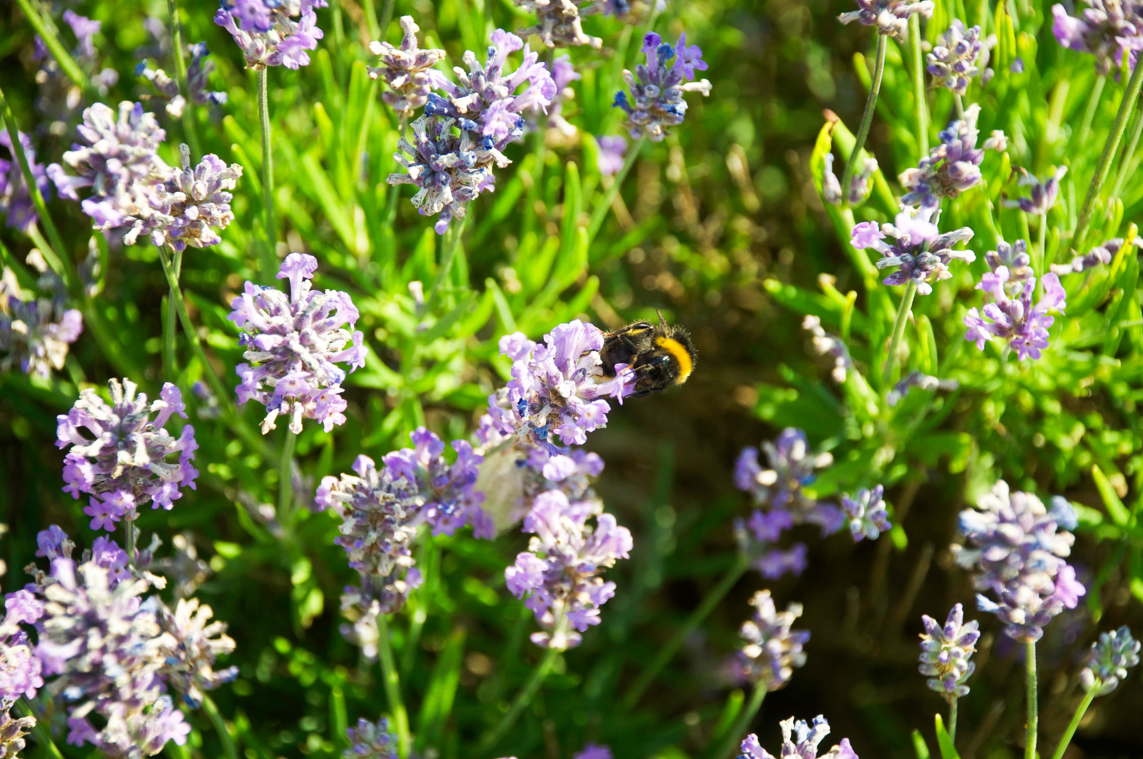 CIERA PASTUREL / AGGIE