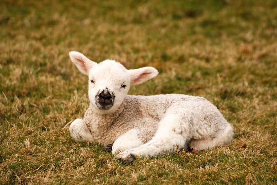 ALAN CLEAVER / FLICKR