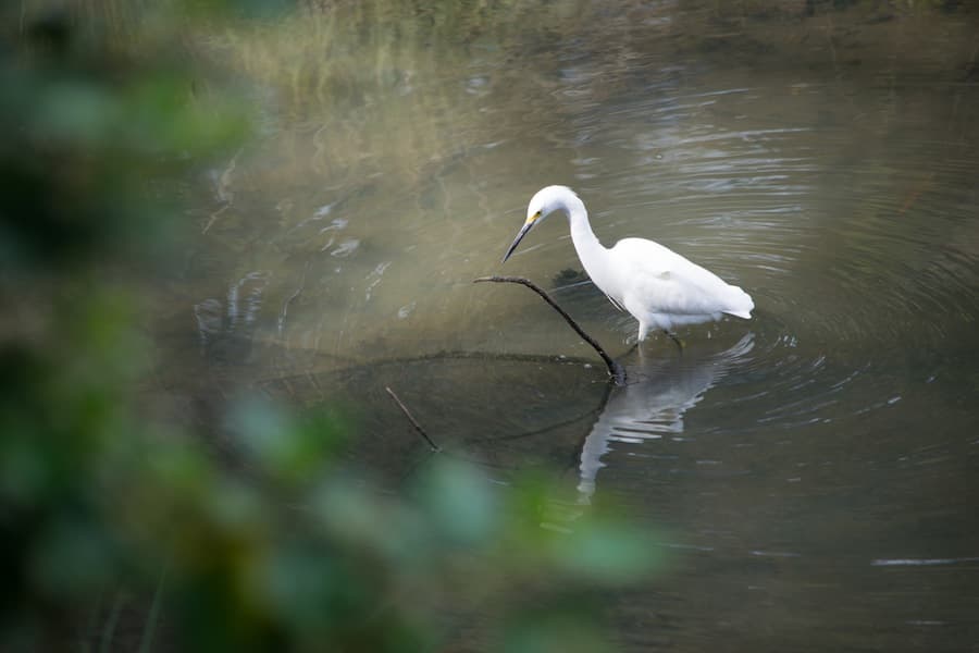 Wishing I was this bird during this week eight. (BRIAN LANDRY)