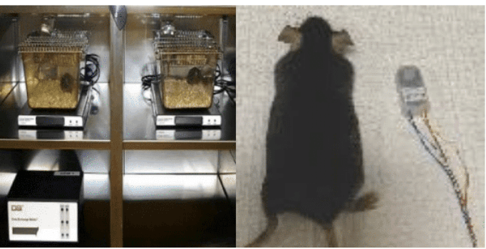 Mouse models used in experiments to find cure for Angelman Syndrome