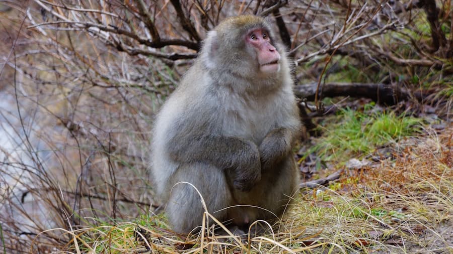 monkeybusiness_Padar1