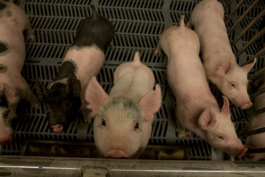 LUCY KNOWLES / AGGIE FILE