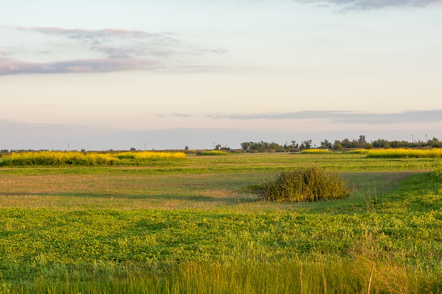 CHELBERT DAI / AGGIE