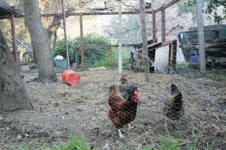 Tour de Cluck to celebrate chickens, bikes, local artists