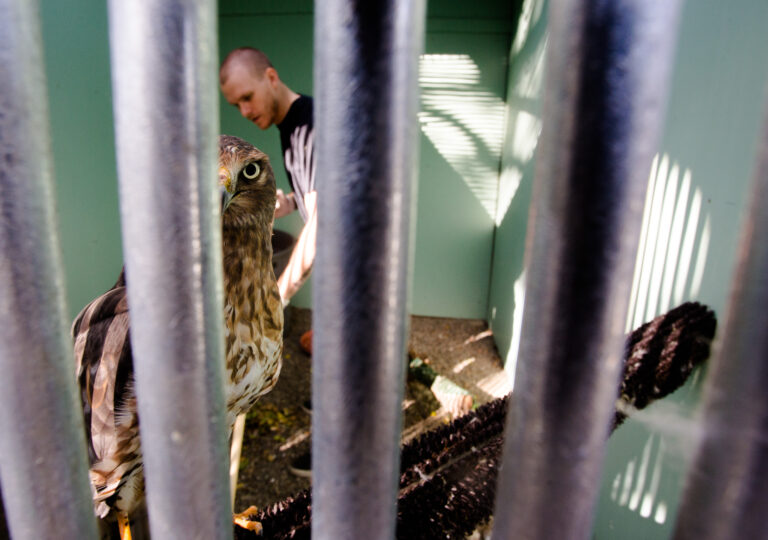 California Raptor Center opens its doors