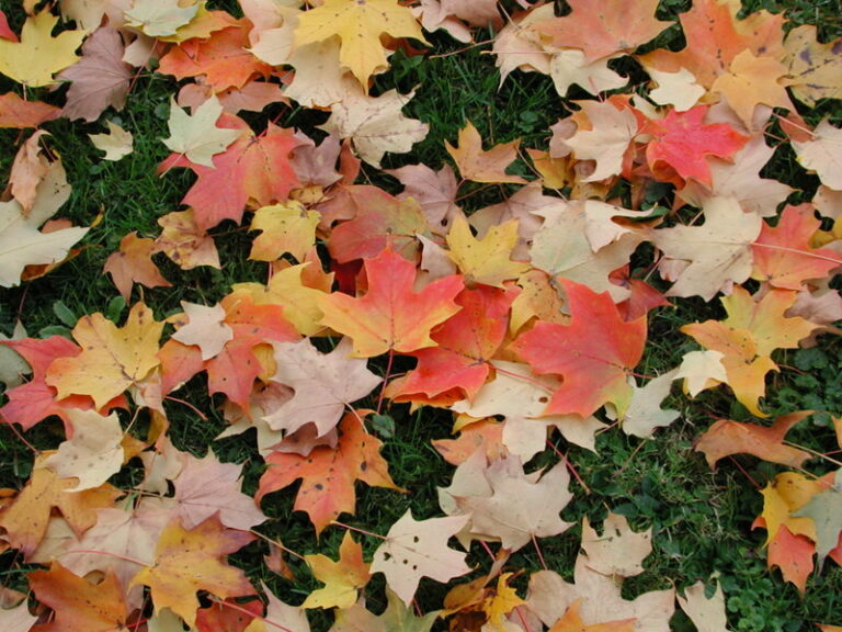 Decreasing chlorophyll causes fall colors