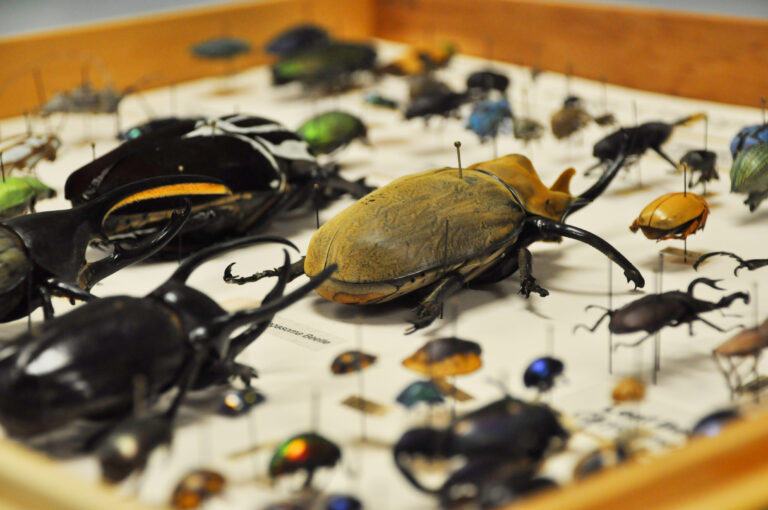 Bohart Museum of Entomology plans weekend open house, contributes to university research