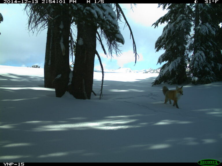 First sighting of Sierra Nevada red fox in Yosemite National Park after almost a century