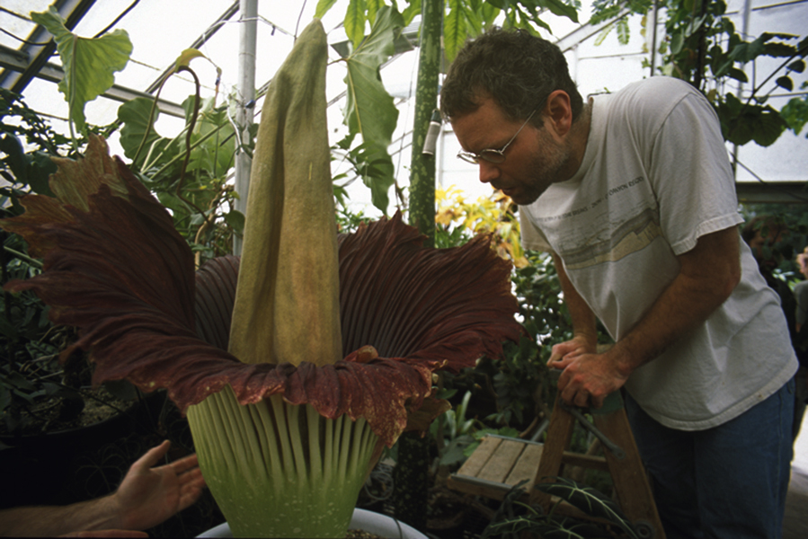 The Titan arum, also known as the corpse flower, in full bloom. (UC DAVIS BOTANICAL CONSERVATORY / COURTESY)