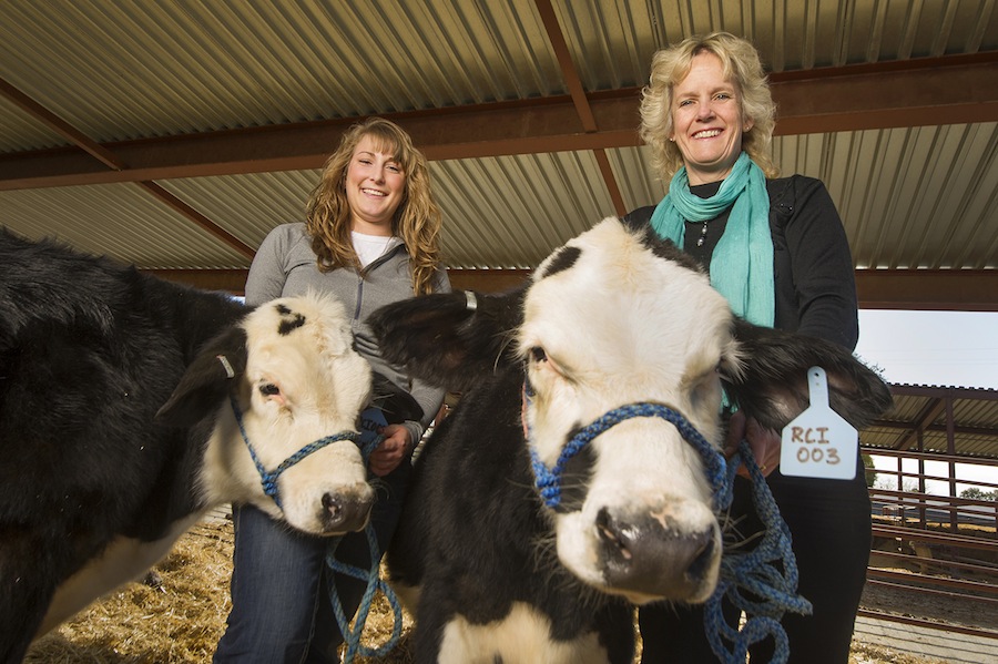 Graduate student Lindsay Upperman, left, and Alison Van Eenennaam, right, a Cooperative Extension animal genomics and biotechnology specialist, both of the UC Davis Department of Animal Science, check in on 7-month-old calves Spotty Guy and Buri. The young calves, developed by Recombinetics Inc., are part of a U.S. Department of Agriculture collaborative research project. Gene editing was used to remove the horning trait from these calves, addressing an important animal welfare issue in dairy cows, which usually have their horns removed. At UC Davis, the calves will be monitored for general health and well-being, and at 1 year of age will be bred to learn whether the hornless trait is carried on to their offspring. (KARIN HIGGINS / UC DAVIS)