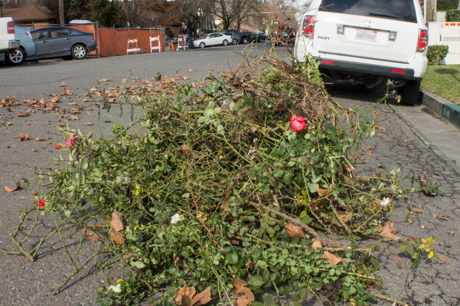 Some residents are concerned that the number of collections for 'yard trimmings' will be reduced when the new initiative is implemented. (LUCY KNOWLES / AGGIE)