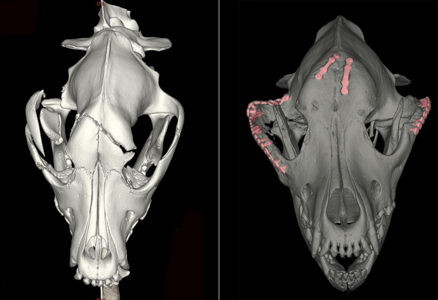 Veterinarians at UC Davis reconstruct skull and jaws by closing the fractures with titanium mini-plates and screws/ (SCHOOL OF VETERINARY MEDICINE / COURTESY)