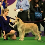 dogshow_ci