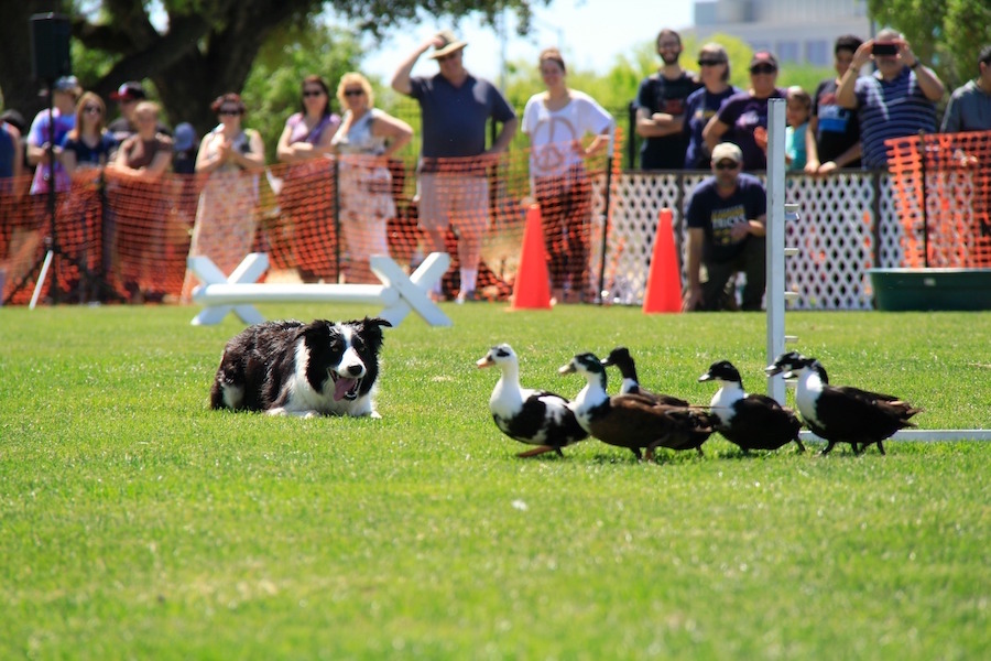 At the event for Performance Dogs in Action, a border collie happily watches the obedient trail of ducks as he leads them through obstacles. (MONICA CHAN)