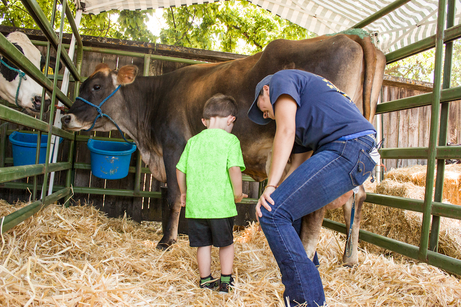 Students and families alike had a chance to milk cows at the Cole Facility at the south side of campus. (AMY HOANG)
