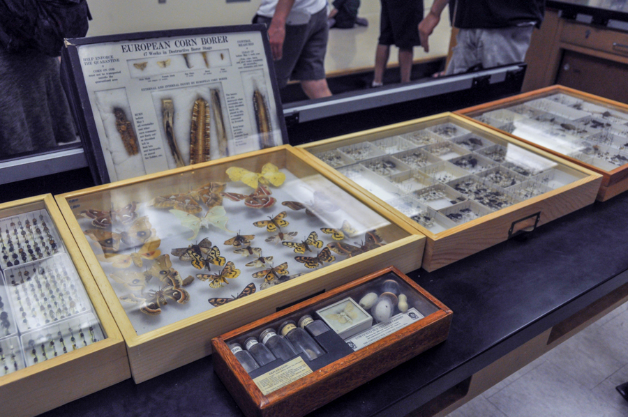 Insect specimen exhibition at Briggs Hall. (ZHEN LU)