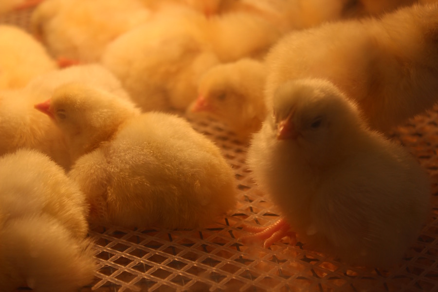 As college students and families embark on the many adventures that Picnic Day has to offer, the baby chicks in Meyer Hall bring joy to the world with their cuteness and fluffiness. (VENOOS MOSHAYEDI)