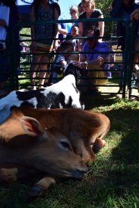 Calves sunbathe at Picnic Day's petting zoo. They were very popular with the children! (KATE SNOWDON)