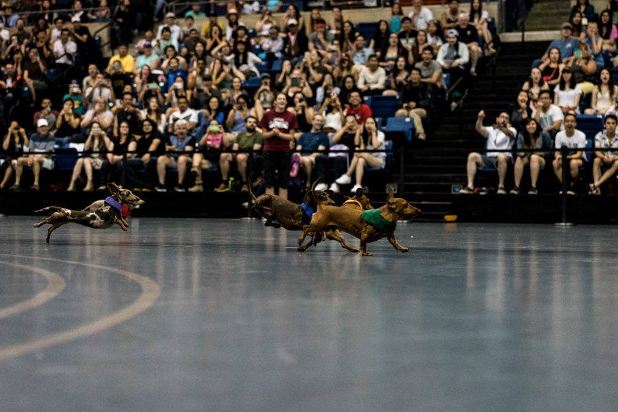 Dachshunds race their way to the finish line at the Doxie Derby. (NICHOLAS YOON)