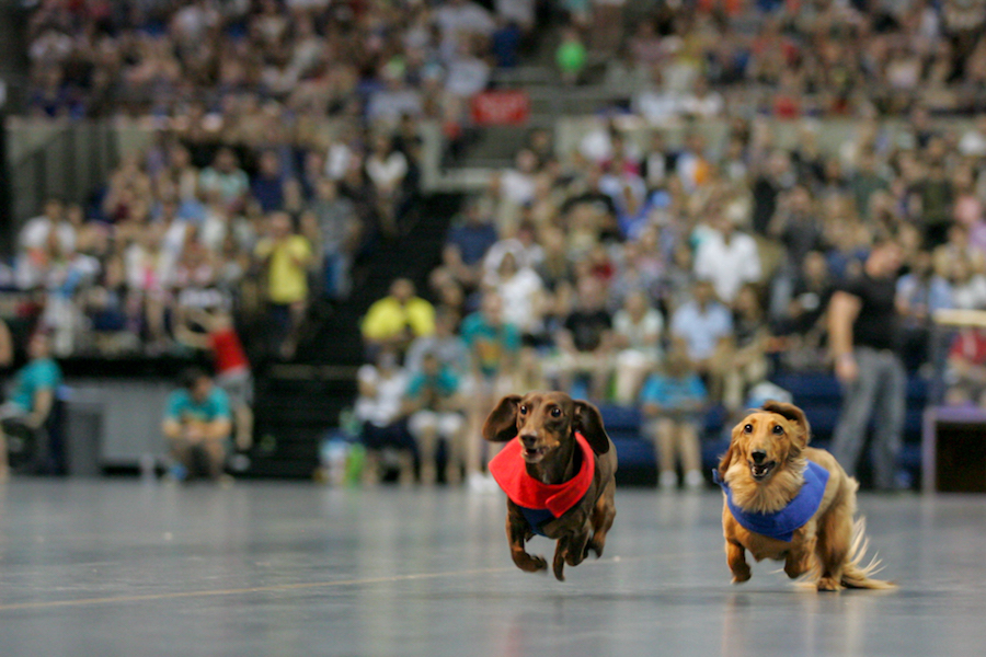 Dachshunds race each other during the annual Doxie Derby which takes place during Picnic Day. (JAY GELVEZON / AGGIE)