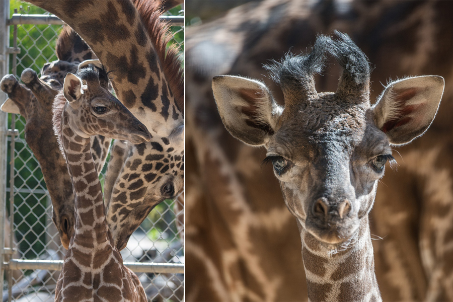 SACRAMENTO ZOO / COURTESY