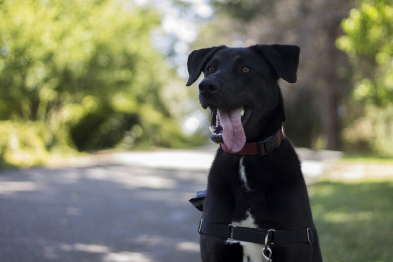 Genetic analyses reveal why dogs have different coat colors