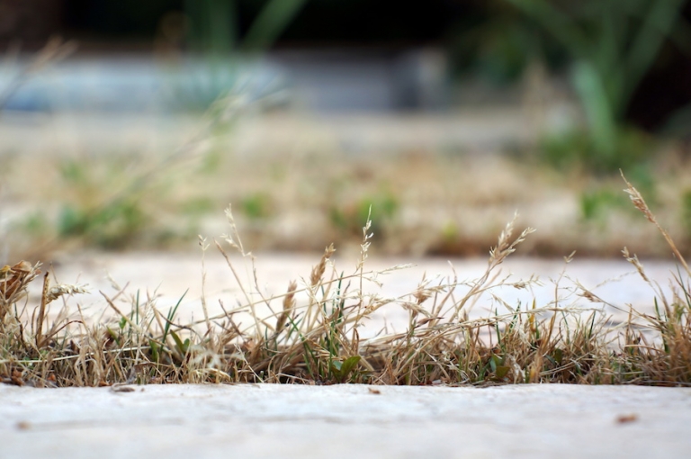 UC Davis researchers at the Grosholz Lab tackle the challenge of eradicating invasive species