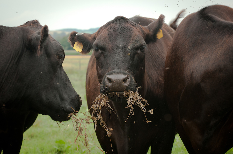 USDA / LANCE CHEUNG [CC BY 2.0] / FLICKR