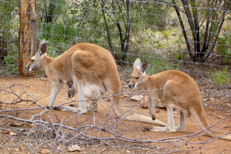 The vicious and careful critters of Australia