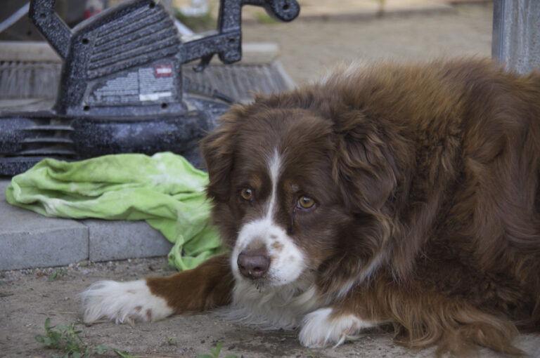 Humor: Dog wonders why owner won’t stop yelling