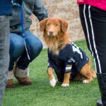 footballdog_sp_cat_taylor