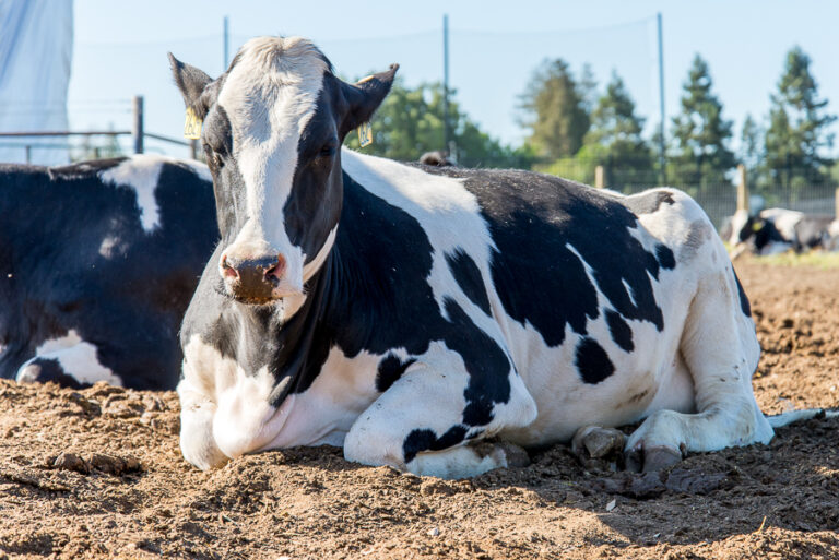Debunking myths surrounding animal agriculture