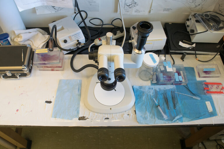 New Cell Biology and Human Anatomy course to be offered during Winter Quarter