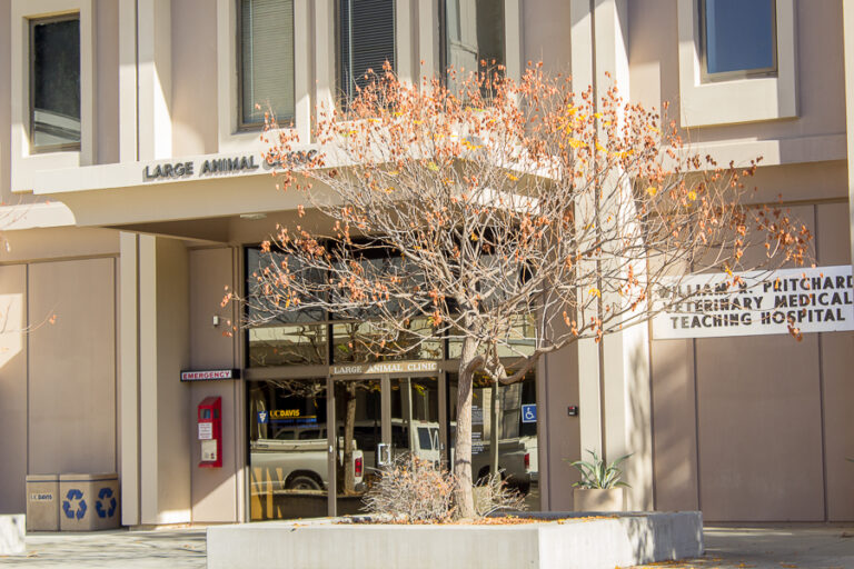 UC Davis School of Veterinary Medicine develops COVID-19 website app