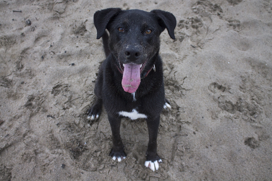 Starting off the new year the right way: with a sandy, happy dog at the beach. (LUCY KNOWLES) 
