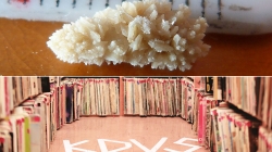 Humor: Edgy KDVS to play full hour of Ralph J. Hexter passing kidney stone