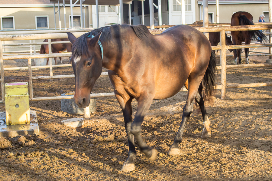 horses_fe_cat_taylor